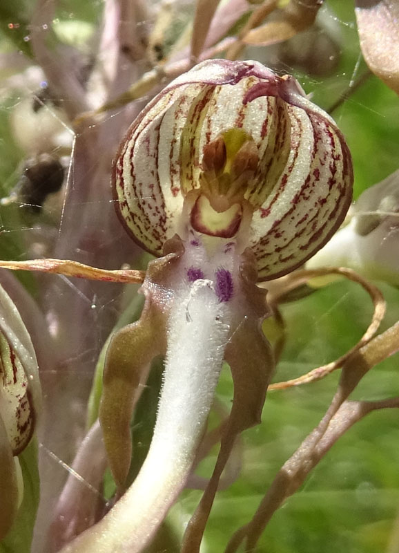 Himantoglossum hircinum